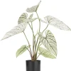 Caladium H60cm kunstplant in de kleur Groen - COCOmaison