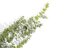 Eucalyptus Hanging Vine in de kleur Groen - COCOmaison