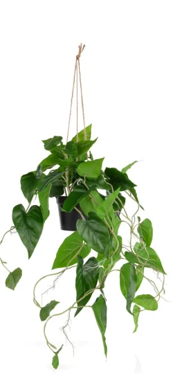 Philodendron Scandens H80cm in de kleur Groen - COCOmaison