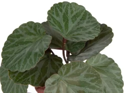 Saxifrage Mini Bush H13cm kunstbloem in de kleur Groen